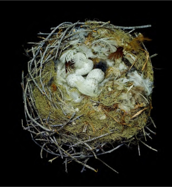 Nest of a Grey Jay by Sharon Beals