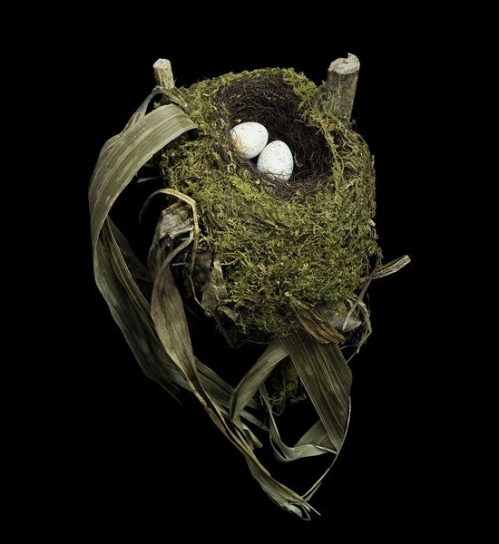 Spotted Nightingale Thrush Nest by Sharon Beals